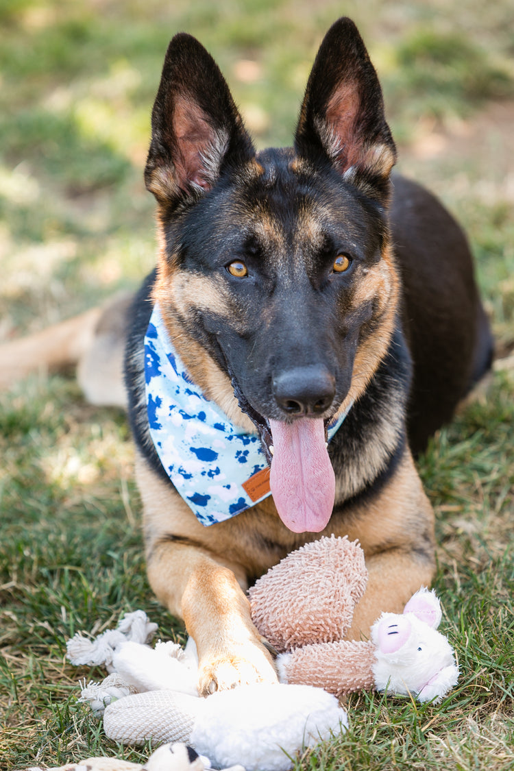 Dog Plush Toys Set