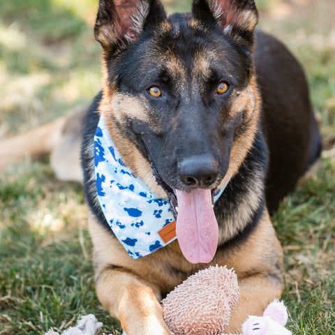 Dog Plush Toys Set