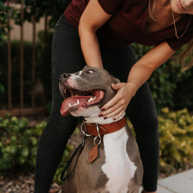 Classic Leather Dog Collar