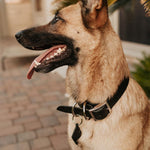 Classic Leather Dog Collar