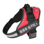 Personalized No Pull Harness